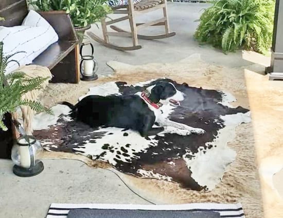 front-porch-dog-on-rug